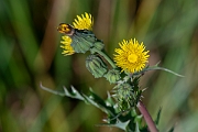 David Plant Photography - Wildlife Photography - Prickly sow-thistle - A