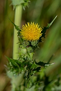 David Plant Photography - Wildlife Photography - Prickly sow-thistle - B
