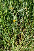 David Plant Photography - Wildlife Photography - Prickly sow-thistle - C