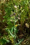 David Plant Photography - Wildlife Photography - Prickly sow-thistle - D