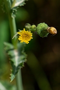 David Plant Photography - Wildlife Photography - Prickly sow-thistle - E