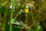 David Plant Photography - Wildlife Photography - Prickly sow-thistle - F