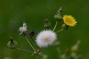 David Plant Photography - Wildlife Photography - Prickly sow-thistle - G