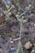 David Plant Photography - Wildlife Photography - Red-tipped cudweed - D
