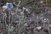 David Plant Photography - Wildlife Photography - Red-tipped cudweed - F