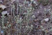 David Plant Photography - Wildlife Photography - Red-tipped cudweed - G