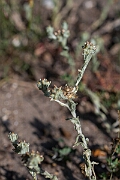 David Plant Photography - Wildlife Photography - Red-tipped cudweed - J