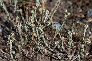 David Plant Photography - Wildlife Photography - Red-tipped cudweed - L