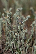 David Plant Photography - Wildlife Photography - Red-tipped cudweed - M