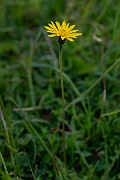 David Plant Photography - Wildlife Photography - Rough hawkbit - C