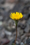 David Plant Photography - Wildlife Photography - Rough hawkbit - F