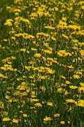 David Plant Photography - Wildlife Photography - Rough hawksbeard - A