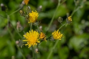 David Plant Photography - Wildlife Photography - Rough hawksbeard - C