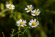 David Plant Photography - Wildlife Photography - Scented mayweed - A