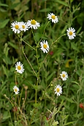 David Plant Photography - Wildlife Photography - Scented mayweed - B