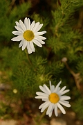 David Plant Photography - Wildlife Photography - Scentless mayweed - B