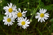 David Plant Photography - Wildlife Photography - Scentless mayweed - C