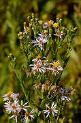 David Plant Photography - Wildlife Photography - Sea aster - A