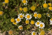 David Plant Photography - Wildlife Photography - Sea mayweed - A