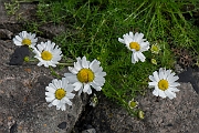 David Plant Photography - Wildlife Photography - Sea mayweed - B