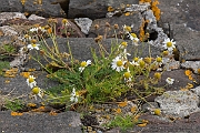 David Plant Photography - Wildlife Photography - Sea mayweed - D
