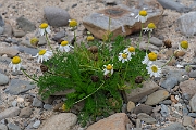 David Plant Photography - Wildlife Photography - Sea mayweed - E