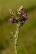 David Plant Photography - Wildlife Photography - Slender thistle - A