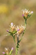 David Plant Photography - Wildlife Photography - Slender thistle - B