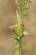 David Plant Photography - Wildlife Photography - Slender thistle - C