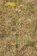 David Plant Photography - Wildlife Photography - Slender thistle - D