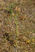 David Plant Photography - Wildlife Photography - Slender thistle - E