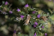 David Plant Photography - Wildlife Photography - Slender thistle - F
