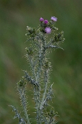 David Plant Photography - Wildlife Photography - Slender thistle - I
