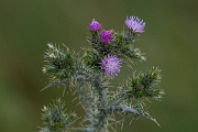 David Plant Photography - Wildlife Photography - Slender thistle - J