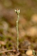 David Plant Photography - Wildlife Photography - Small cudweed - A
