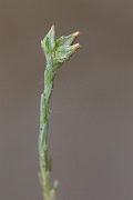 David Plant Photography - Wildlife Photography - Small cudweed - B