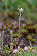 David Plant Photography - Wildlife Photography - Small cudweed - C