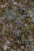 David Plant Photography - Wildlife Photography - Small cudweed - D