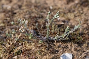 David Plant Photography - Wildlife Photography - Small cudweed - E