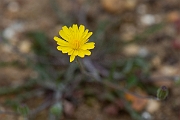David Plant Photography - Wildlife Photography - Smooth hawksbeard - B