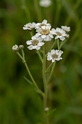 David Plant Photography - Wildlife Photography - Sneezewort - A