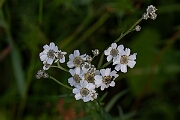 David Plant Photography - Wildlife Photography - Sneezewort - D