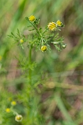 David Plant Photography - Wildlife Photography - Stinking chamomile - A