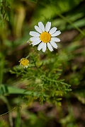 David Plant Photography - Wildlife Photography - Stinking chamomile - B