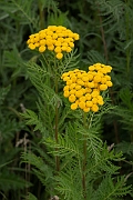 David Plant Photography - Wildlife Photography - Tansy - A