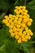 David Plant Photography - Wildlife Photography - Tansy - B