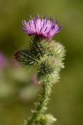 David Plant Photography - Wildlife Photography - Welted thistle - D