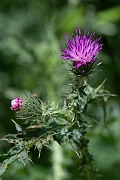 David Plant Photography - Wildlife Photography - Welted thistle - F