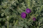 David Plant Photography - Wildlife Photography - Welted thistle - G