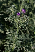 David Plant Photography - Wildlife Photography - Welted thistle - H